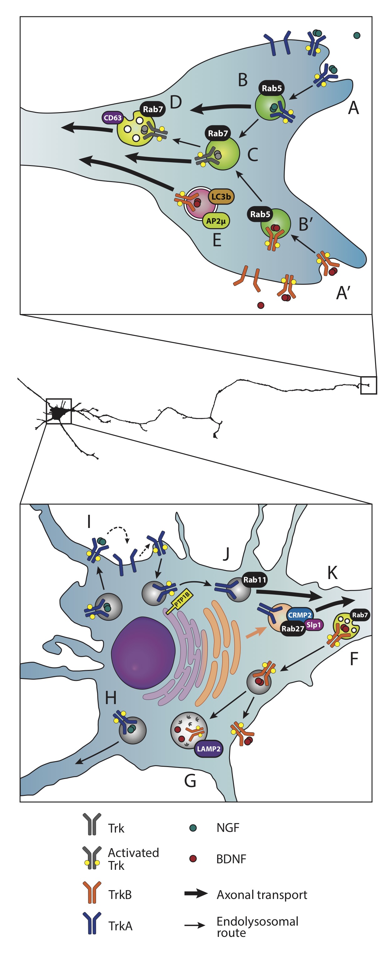The Many Disguises of the Signalling Endosome