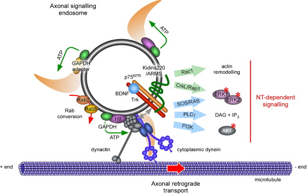 Signalling endosome