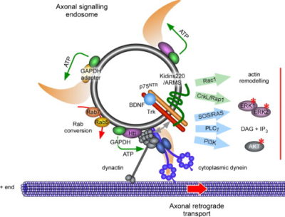 Signalling endosomes